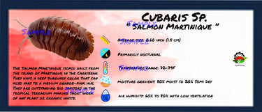 Cubaris Sp. Salmon Martinique Isopod Bin Label